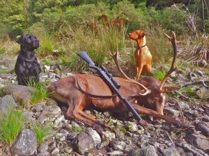 Big game hunting hot sale dogs